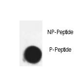 CDK7 Antibody - Dot blot of Phospho-Cdk7-T170 antibody on nitrocellulose membrane. 50ng of Phospho-peptide or Non Phospho-peptide per dot were adsorbed. Antibody working concentrations are 0.5ug per ml.
