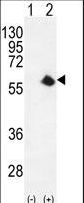 CDK8 Antibody - Western blot of CDK8 (arrow) using rabbit polyclonal CDK8 Antibody. 293 cell lysates (2 ug/lane) either nontransfected (Lane 1) or transiently transfected (Lane 2) with the CDK8 gene.