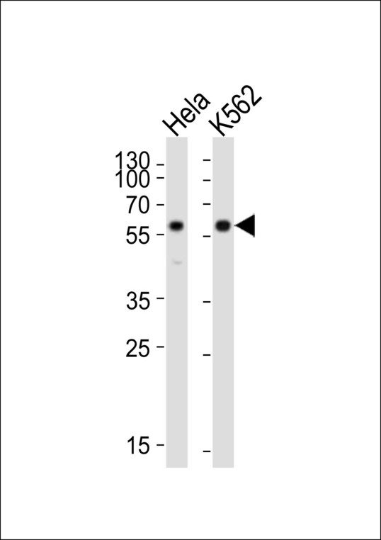 CDK8 Antibody - Western blot of lysates from HeLa, K562 cell line (from left to right), using Cdk8 antibody diluted at 1:1000 at each lane. A goat anti-rabbit IgG H&L (HRP) at 1:10000 dilution was used as the secondary antibody. Lysates at 20 ug per lane.