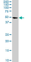 CDK8 Antibody - CDK8 monoclonal antibody (M01), clone 6H5. Western Blot analysis of CDK8 expression in Raw 264.7.