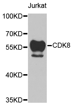 CDK8 Antibody - Western blot blot of extracts of Jurkat cell line, using CDK8 antibody.