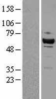 CDK8 Protein - Western validation with an anti-DDK antibody * L: Control HEK293 lysate R: Over-expression lysate