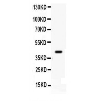 CDK9 Antibody - Cdk9 antibody Western blot. All lanes: Anti Cdk9 at 0.5 ug/ml. WB: JURKAT Whole Cell Lysate at 40 ug. Predicted band size: 43 kD. Observed band size: 43 kD.