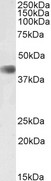 CDK9 Antibody - Goat anti-CDK9 (aa86-98) Antibody (2µg/ml) staining of Mouse Skeletal Muscle lysate (35µg protein in RIPA buffer). Primary incubation was 1 hour. Detected by chemiluminescencence.