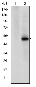 CDK9 Antibody - Western blot using CDK9 monoclonal antibody against HEK293 (1) and CDK9(AA: 178-369)-hIgGFc transfected HEK293 (2) cell lysate.