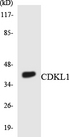CDKL1 Antibody - Western blot analysis of the lysates from COLO205 cells using CDKL1 antibody.