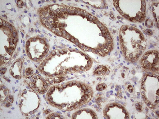 CDKL2 Antibody - IHC of paraffin-embedded Human Kidney tissue using anti-CDKL2 mouse monoclonal antibody. (Heat-induced epitope retrieval by 1 mM EDTA in 10mM Tris, pH8.5, 120°C for 3min).