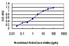CDKL4 Antibody - Detection limit for recombinant GST tagged CDKL4 is approximately 0.03 ng/ml as a capture antibody.