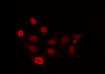 CDKL4 Antibody