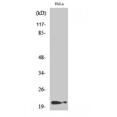 CDKN1A / WAF1 / p21 Antibody - Western blot of Phospho-p21 (T145) antibody