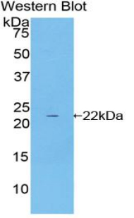 CDKN1A / WAF1 / p21 Antibody - Western blot of recombinant CDKN1A / WAF1 / p21.  This image was taken for the unconjugated form of this product. Other forms have not been tested.