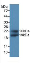 CDKN1A / WAF1 / p21 Antibody - Western Blot; Sample: Recombinant CDKN1A, Human.
