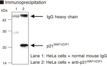 CDKN1A / WAF1 / p21 Antibody