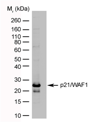 CDKN1A / WAF1 / p21 Antibody - p21/WAF1 transfected cell lysate probed with Mouse anti-Human p21/WAF1 (MOUSE ANTI HUMAN p21/WAF1).
