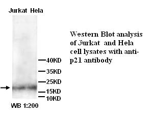 CDKN1A / WAF1 / p21 Antibody