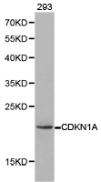 CDKN1A / WAF1 / p21 Antibody - Western blot of extracts of 293 cells, using CDKN1A antibody.