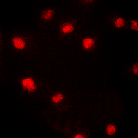 CDKN1A / WAF1 / p21 Antibody - Immunofluorescent analysis of p21 (pT145) staining in HeLa cells. Formalin-fixed cells were permeabilized with 0.1% Triton X-100 in TBS for 5-10 minutes and blocked with 3% BSA-PBS for 30 minutes at room temperature. Cells were probed with the primary antibody in 3% BSA-PBS and incubated overnight at 4 C in a humidified chamber. Cells were washed with PBST and incubated with a DyLight 594-conjugated secondary antibody (red) in PBS at room temperature in the dark. DAPI was used to stain the cell nuclei (blue).