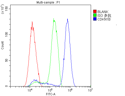 CDKN1B / p27 Kip1 Antibody - Flow Cytometry analysis of SiHa cells using anti-p27 KIP 1 antibody. Overlay histogram showing SiHa cells stained with anti-p27 KIP 1 antibody (Blue line). The cells were blocked with 10% normal goat serum. And then incubated with rabbit anti-p27 KIP 1 Antibody (1µg/10E6 cells) for 30 min at 20°C. DyLight®488 conjugated goat anti-rabbit IgG (5-10µg/10E6 cells) was used as secondary antibody for 30 minutes at 20°C. Isotype control antibody (Green line) was rabbit IgG (1µg/10E6 cells) used under the same conditions. Unlabelled sample (Red line) was also used as a control.