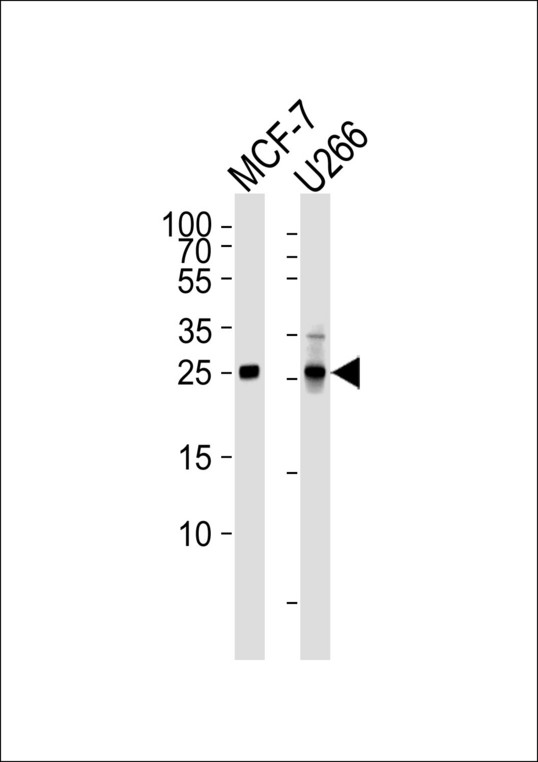 CDKN1B / p27 Kip1 Antibody - Western blot of lysates from MCF-7, U266 cell line (from left to right) with CDKN1B Antibody. Antibody was diluted at 1:1000 at each lane. A goat anti-mouse IgG H&L (HRP) at 1:3000 dilution was used as the secondary antibody. Lysates at 35 ug per lane.