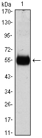 CDKN1B / p27 Kip1 Antibody - Western blot using CDKN1B monoclonal antibody against CDKN1B(AA: 1-198)-hIgGFc transfected HEK293 cell lysate.