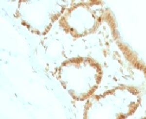 CDKN1B / p27 Kip1 Antibody - IHC testing of FFPE rat colon tissue and p27Kip1 antibody (clone KIP27-1).  This image was taken for the unmodified form of this product. Other forms have not been tested.