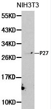 CDKN1B / p27 Kip1 Antibody - Western blot of p27 Kip1 pAb in extracts from NIH3T3 cells.