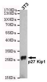 CDKN1B / p27 Kip1 Antibody - Western blot detection of p27 Kip1 in 3T3 cell lysates using p27 Kip1 mouse monoclonal antibody (1:1000 dilution). Predicted band size: 27KDa. Observed band size:27KDa.