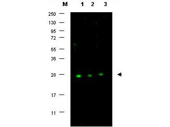 CDKN1B / p27 Kip1 Antibody - Anti-p27 Antibody - Western Blot. Western blot of affinity purified anti-p27 antibody shows detection of p27 protein in MCF7 whole cell lysate (lanes 1-3) (arrowhead). Separation was achieved using a 4-20% gradient gel. Blocking occurred using 5% BLOTTO. Primary antibody was diluted 1:500 in 1% BLOTTO. The membrane was washed and reacted with a 1:10000 dilution of Dylight 800 conjugated Gt-a-Rabbit IgG. Molecular weight estimation was made by comparison to prestained MW markers indicated at the left (lane M). Other detection systems will yield similar results.