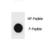 CDKN1B / p27 Kip1 Antibody - Dot blot of p27Kip1 Antibody (Phospho S140) Phospho-specific antibody on nitrocellulose membrane. 50ng of Phospho-peptide or Non Phospho-peptide per dot were adsorbed. Antibody working concentrations are 0.6ug per ml.