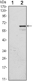 CDKN1C / p57 Kip2 Antibody - Western blot using CDKN1C monoclonal antibody against HEK293 (1) and CDKN1C(AA: 214-316)-hIgGFc transfected HEK293 (2) cell lysate.
