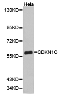 CDKN1C / p57 Kip2 Antibody - Western blot of extracts of HeLa cell lines, using CDKN1C antibody.