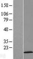 CDKN2AIPNL Protein - Western validation with an anti-DDK antibody * L: Control HEK293 lysate R: Over-expression lysate