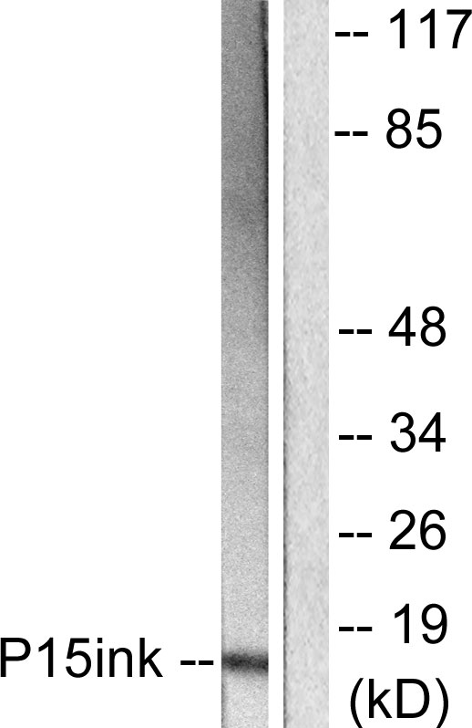 CDKN2B / p15 INK4b Antibody - Western blot analysis of lysates from HeLa cells, using p15 INK Antibody. The lane on the right is blocked with the synthesized peptide.