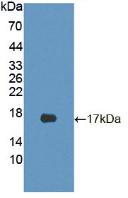 CDKN2B / p15 INK4b Antibody - Western Blot; Sample: Recombinant CDKN2B, Mouse.