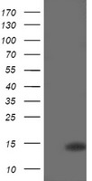 CDKN2B / p15 INK4b Antibody - HEK293T cells were transfected with the pCMV6-ENTRY control (Left lane) or pCMV6-ENTRY CDKN2B (Right lane) cDNA for 48 hrs and lysed. Equivalent amounts of cell lysates (5 ug per lane) were separated by SDS-PAGE and immunoblotted with anti-CDKN2B.