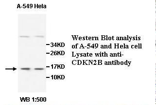 CDKN2B / p15 INK4b Antibody