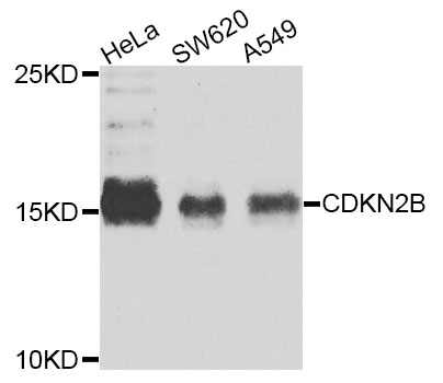 CDKN2B / p15 INK4b Antibody - Western blot analysis of extracts of various cell lines.