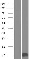CDKN2B / p15 INK4b Protein - Western validation with an anti-DDK antibody * L: Control HEK293 lysate R: Over-expression lysate