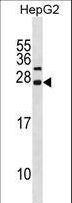CDKN3 / KAP Antibody - CDKN3 Antibody western blot of HepG2 cell line lysates (35 ug/lane). The CDKN3 antibody detected the CDKN3 protein (arrow).