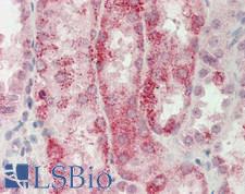 CDKN3 / KAP Antibody - Human Kidney: Formalin-Fixed, Paraffin-Embedded (FFPE).  This image was taken for the unconjugated form of this product. Other forms have not been tested.