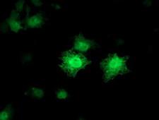 CDKN3 / KAP Antibody - Anti-CDKN3 mouse monoclonal antibody immunofluorescent staining of COS7 cells transiently transfected by pCMV6-ENTRY CDKN3.