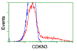 CDKN3 / KAP Antibody - HEK293T cells transfected with either overexpress plasmid (Red) or empty vector control plasmid (Blue) were immunostained by anti-CDKN3 antibody, and then analyzed by flow cytometry.