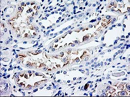 CDKN3 / KAP Antibody - IHC of paraffin-embedded Human Kidney tissue using anti-CDKN3 mouse monoclonal antibody.