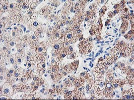 CDKN3 / KAP Antibody - IHC of paraffin-embedded Human liver tissue using anti-CDKN3 mouse monoclonal antibody.
