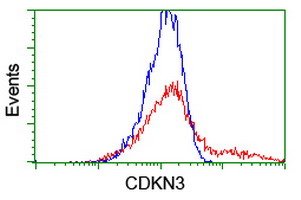 CDKN3 / KAP Antibody - HEK293T cells transfected with either overexpress plasmid (Red) or empty vector control plasmid (Blue) were immunostained by anti-CDKN3 antibody, and then analyzed by flow cytometry.