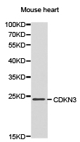 CDKN3 / KAP Antibody - Western blot of extracts of mouse heart cell line, using CDKN3 antibody.