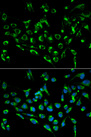 CDKN3 / KAP Antibody - Immunofluorescence analysis of MCF7 cells.