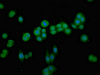 CDKN3 / KAP Antibody - Immunofluorescent analysis of PC3 cells at a dilution of 1:100 and Alexa Fluor 488-congugated AffiniPure Goat Anti-Rabbit IgG(H+L)