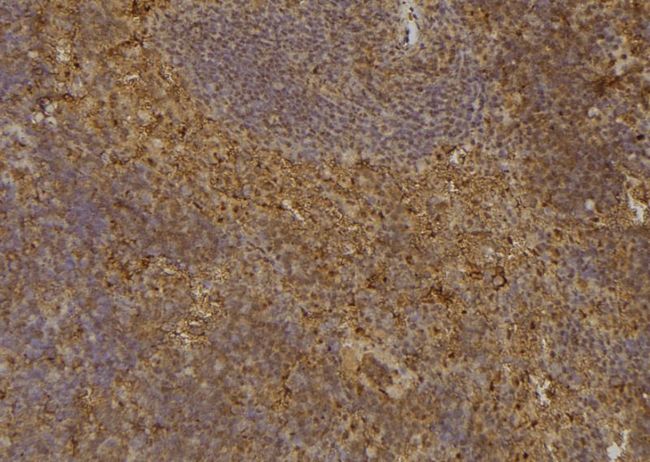 CDKN3 / KAP Antibody - 1:100 staining mouse spleen tissue by IHC-P. The sample was formaldehyde fixed and a heat mediated antigen retrieval step in citrate buffer was performed. The sample was then blocked and incubated with the antibody for 1.5 hours at 22°C. An HRP conjugated goat anti-rabbit antibody was used as the secondary.
