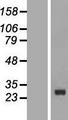 CDKN3 / KAP Protein - Western validation with an anti-DDK antibody * L: Control HEK293 lysate R: Over-expression lysate